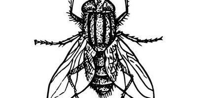 Животные 1040