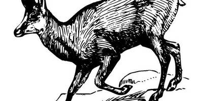 Животные 329