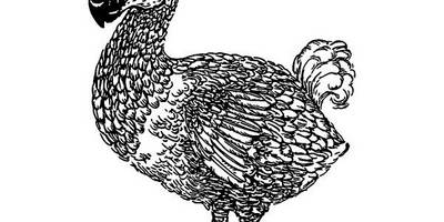 Животные 3774