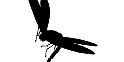 Животные 967