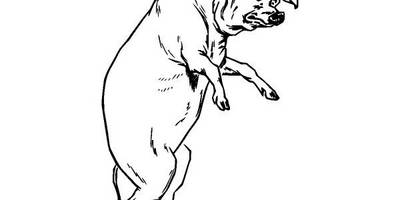 Животные 148