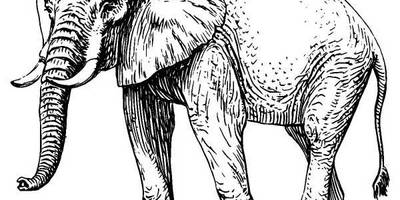 Животные 473