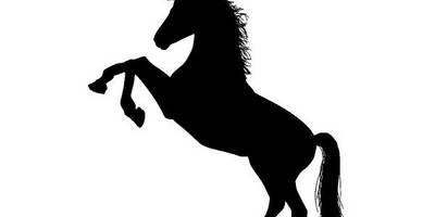 Животные 2349