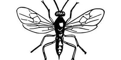 Животные 2825