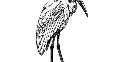 Животные 1269