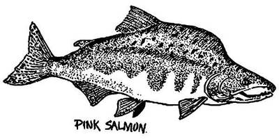 Животные 1048