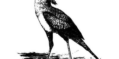 Животные 2574