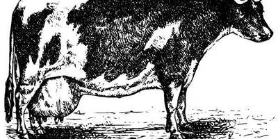 Животные 913