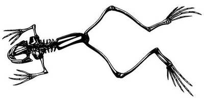 Животные 1282