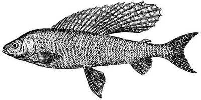 Животные 492