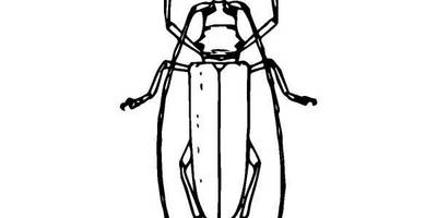 Животные 852