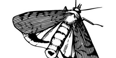 Животные 1313