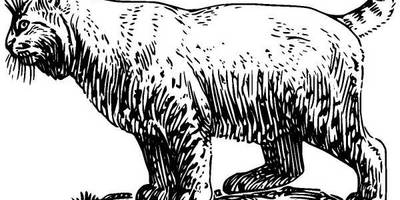 Животные 112