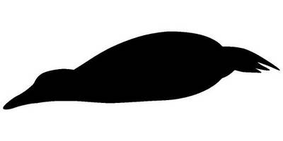 Животные 2379