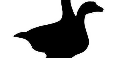 Животные 1219