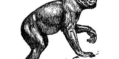 Животные 3752