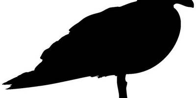 Животные 3377