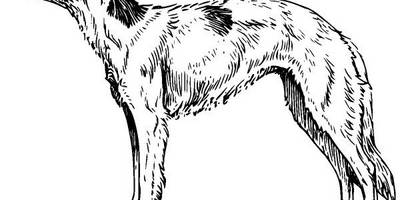 Животные 553