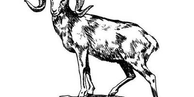 Животные 299