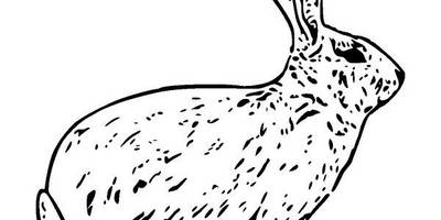 Животные 1148