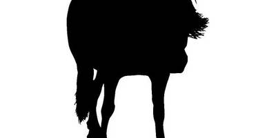 Животные 4243