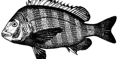 Животные 1317