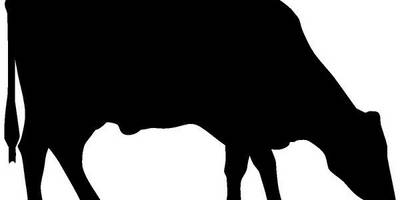 Животные 4209