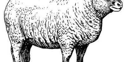 Животные 563