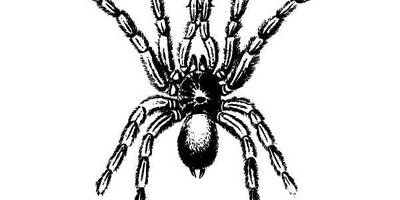 Животные 1030