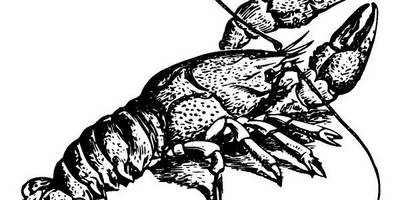 Животные 2852