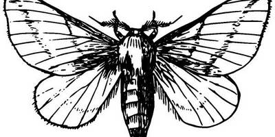 Животные 3852