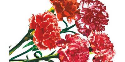 9 мая гвоздика 2