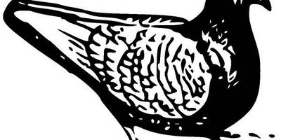 Животные 1153