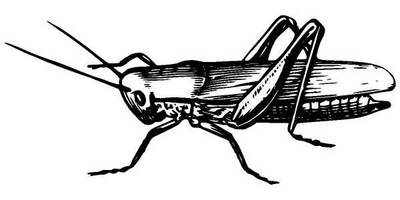 Животные 1314