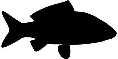 Животные 3957