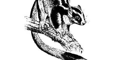 Животные 2576