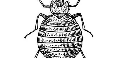 Животные 1255