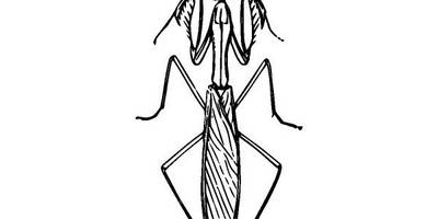 Животные 2453