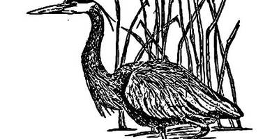 Животные 2913