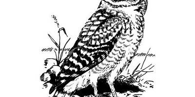 Животные 3668