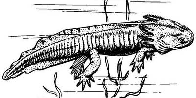 Животные 3751