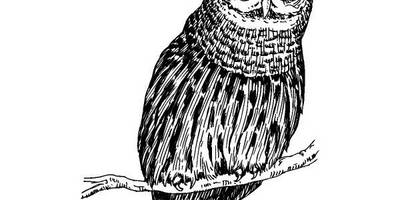 Животные 3800