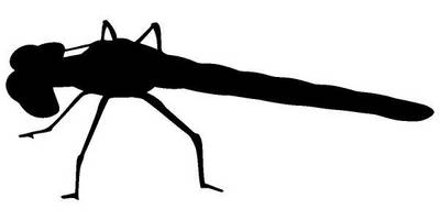 Животные 262