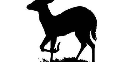 Животные 2747