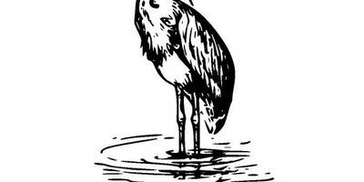 Животные 2663