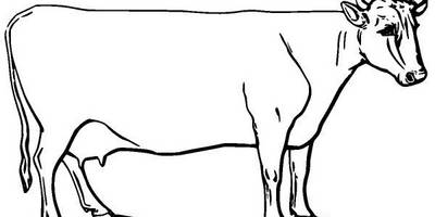 Животные 2777