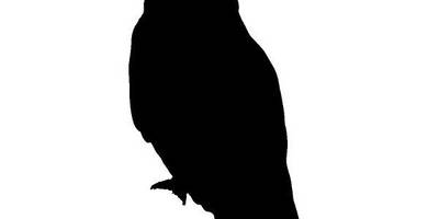 Животные 2339