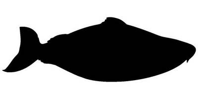 Животные 2078