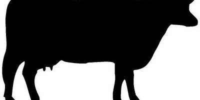 Животные 311