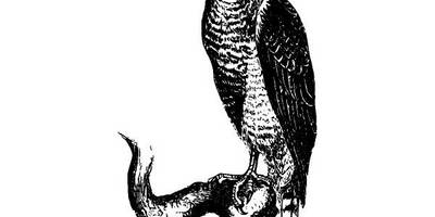 Животные 2676